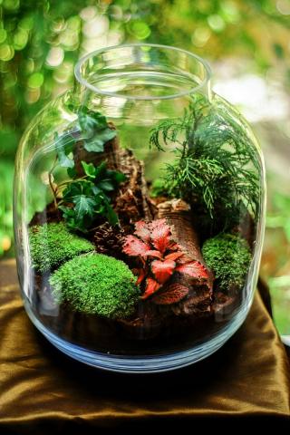 terrarium