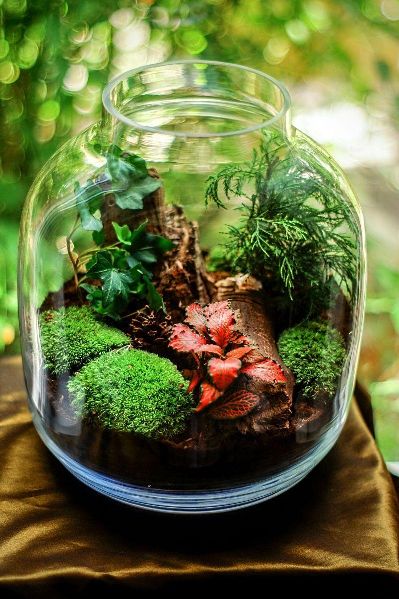 terrarium